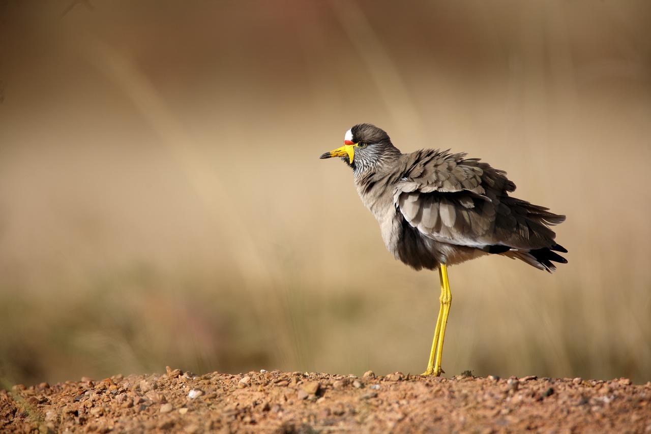 فندق Vaalplaasفي  Ezemvelo Nature Reserve المظهر الخارجي الصورة