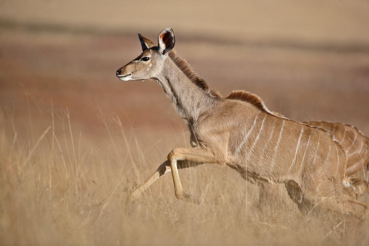 فندق Vaalplaasفي  Ezemvelo Nature Reserve المظهر الخارجي الصورة